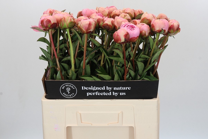 Paeonia Albert Crousse