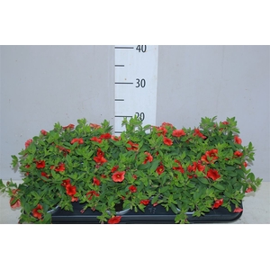 Calibrachoa Orange