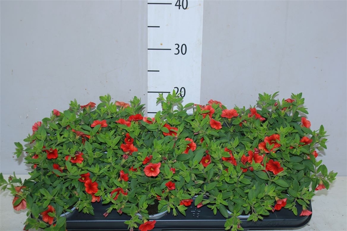 <h4>Calibrachoa Orange</h4>