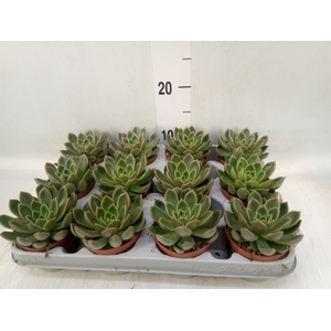 Echeveria   ...not flowering