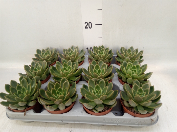 <h4>Echeveria   ...not flowering</h4>