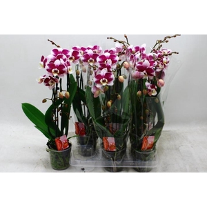 PHAL EL CASCADE