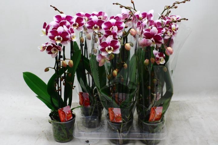 <h4>PHAL EL CASCADE</h4>