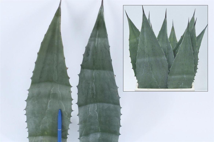 <h4>Agave americana</h4>