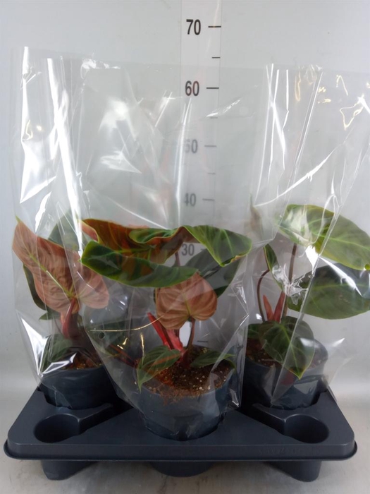 <h4>Philodendron   ...</h4>