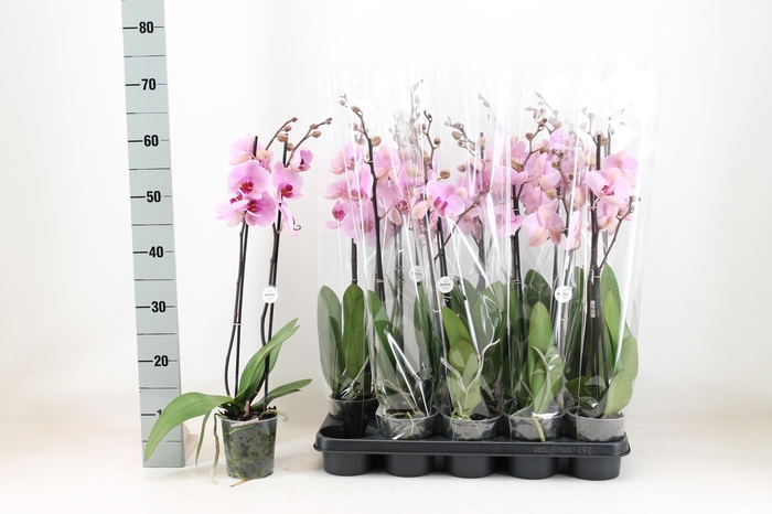 <h4>PHAL AN WASHINGTO</h4>