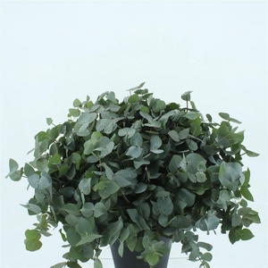 EUCA CINEREA