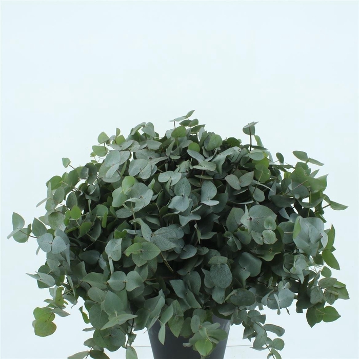 <h4>EUCA CINEREA</h4>