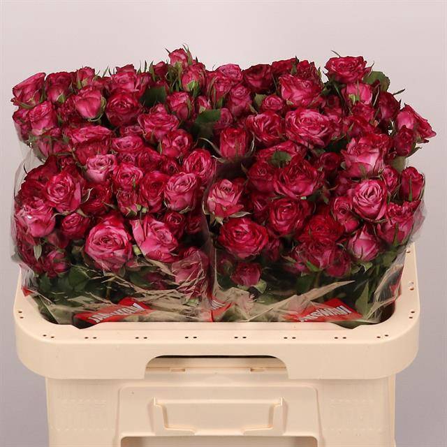 <h4>R TR PURPLE QUEEN</h4>