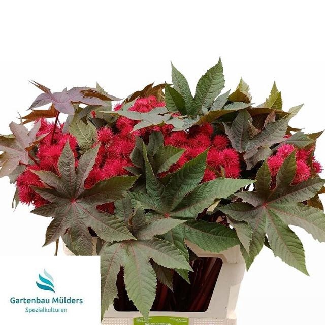 <h4>RICINUS COM IMPALA</h4>