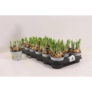 NARCISSUS TETE A TETE P9