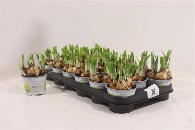 <h4>NARCISSUS TETE A TETE P9</h4>