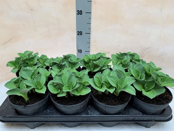 <h4>Hosta  'Blue Mouse Ears'</h4>