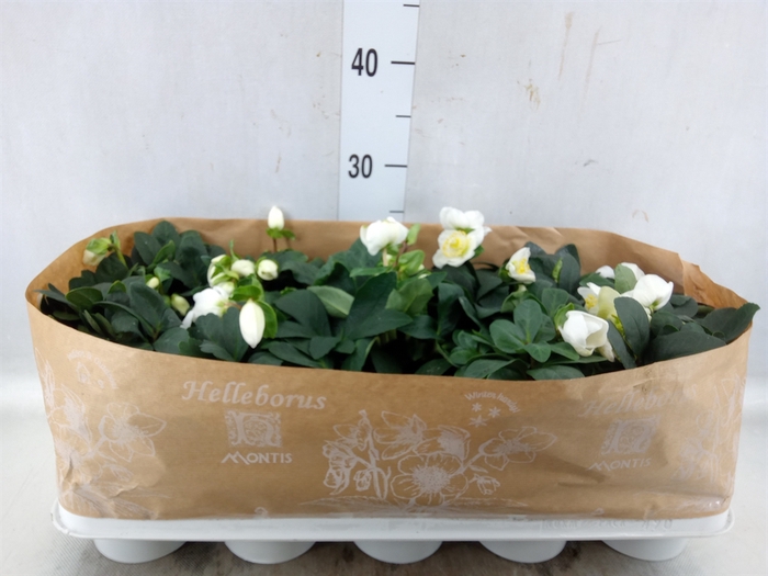 <h4>Helleborus niger 'Christmas Carol'</h4>