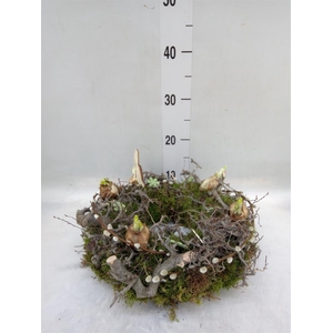 Planten  ..in schaal H%