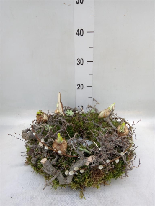 <h4>Planten  ..in schaal H%</h4>