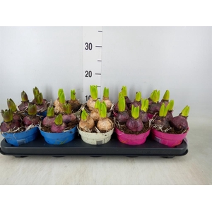 Hyacinthus orie.   ...mix 3