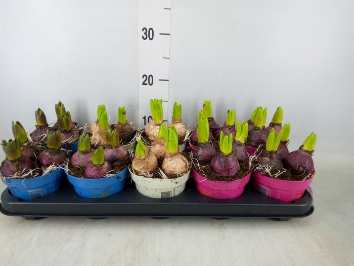 <h4>Hyacinthus orie.   ...mix 3</h4>