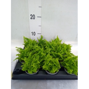 Nephrolepis exal.   ...