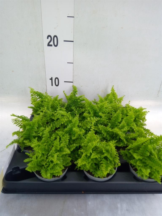 <h4>Nephrolepis exal. ...</h4>