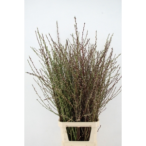 ABRIKOZENBLOESEM PER STEM 140CM