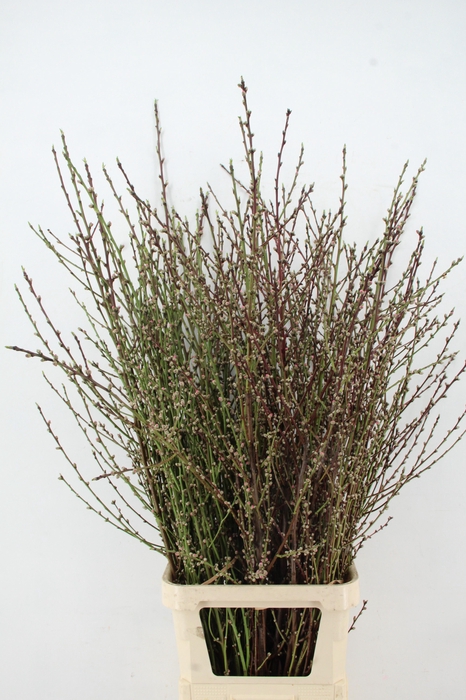 <h4>ABRIKOZENBLOESEM PER STEM 140CM</h4>