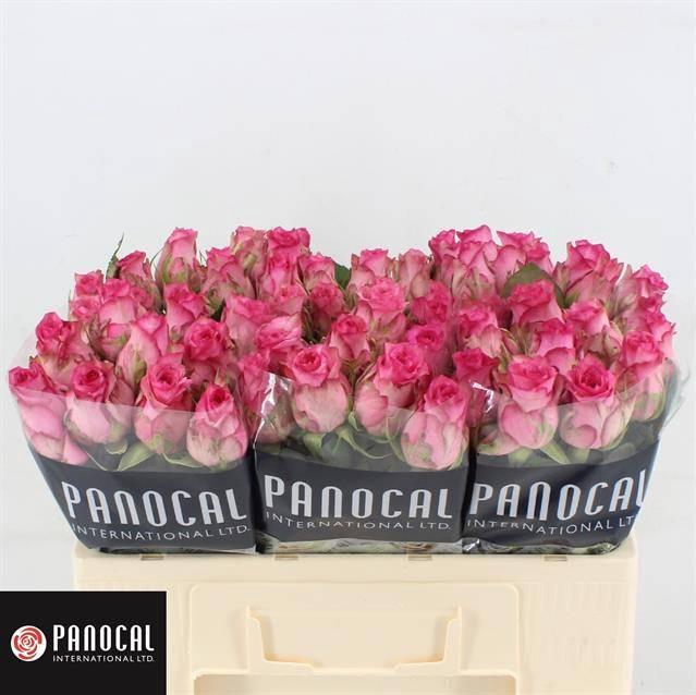 <h4>R GR PINK SHADOW</h4>