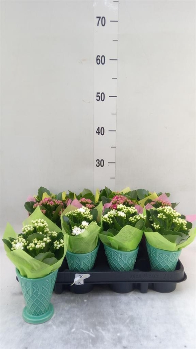 <h4>Arr.    Planten  L%</h4>