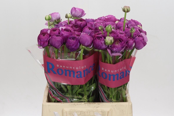 <h4>RANUNCULUS  'ROMANCE LOUBEYRE'</h4>