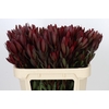Leucadendron Saf Sunset Dark R.Spray