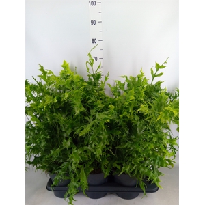 Phymatosorus scolopendria 'Hawaiia'