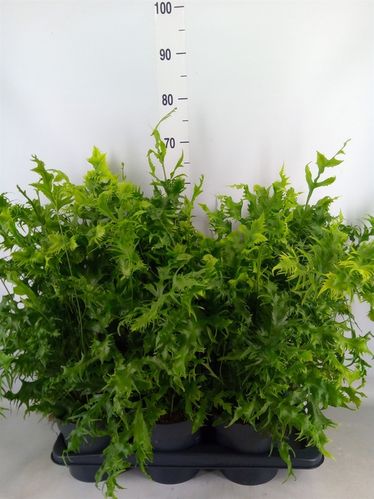 <h4>Phymatosorus scolopendria 'Hawaiia'</h4>