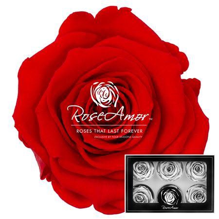 <h4>Lplus Ora03</h4>