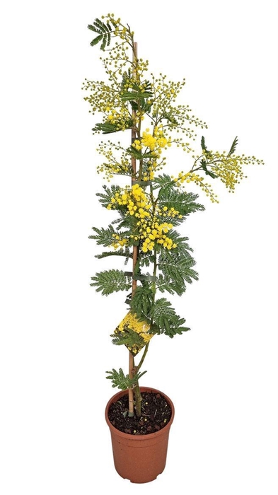 <h4>MIMOSA PUDICA</h4>