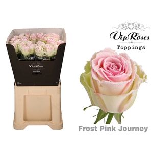 R GR FROST PINK JOURNEY