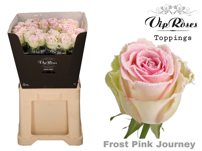 R GR FROST PINK JOURNEY
