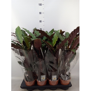 Calathea rufibarba 'Wavestar'
