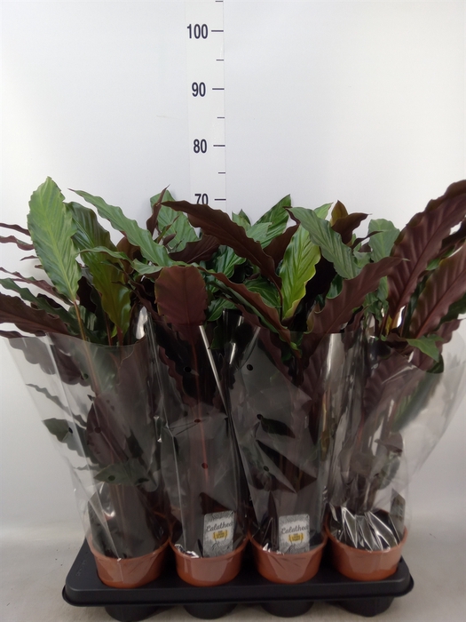 <h4>Calathea rufibarba 'Wavestar'</h4>