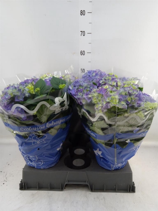 <h4>Hydrangea mac. 'Early Blue'</h4>