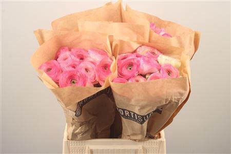 <h4>Ran Fr Su Felicidade</h4>