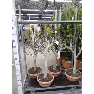 Ficus carica