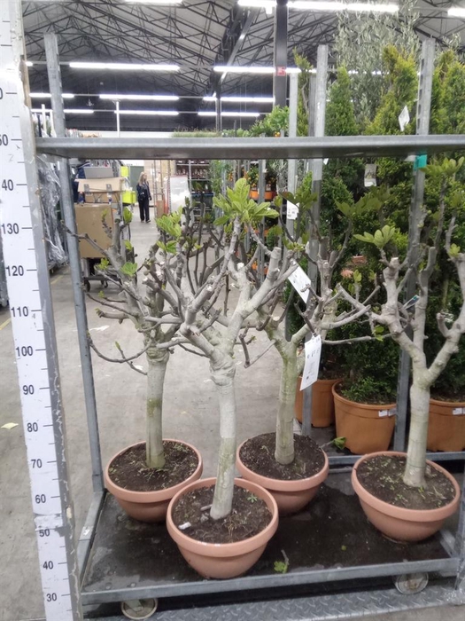 <h4>Ficus carica</h4>