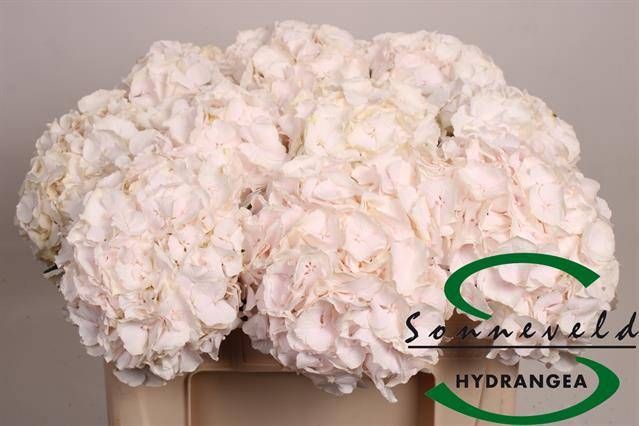 <h4>HYDR M CH SW VERENA</h4>