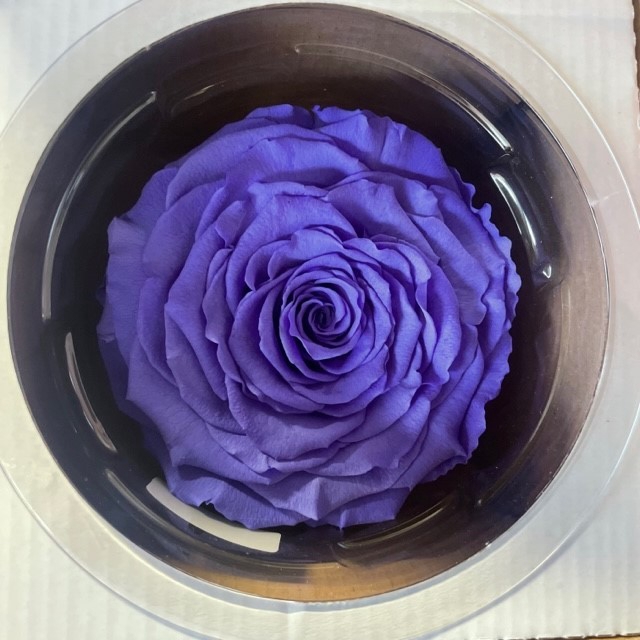 Rose stab. XXL Vio-01