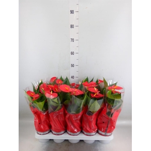 Anthurium andr. 'Esudo'