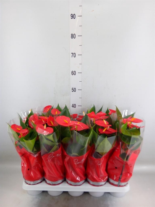 <h4>Anthurium andr. 'Esudo'</h4>