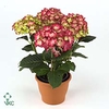.Hydrangea macrophylla dutch ladies selma