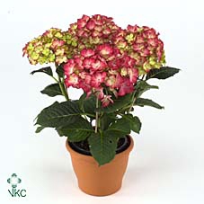 .Hydrangea macrophylla dutch ladies selma