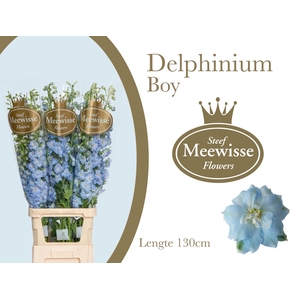 Delphinium Boy