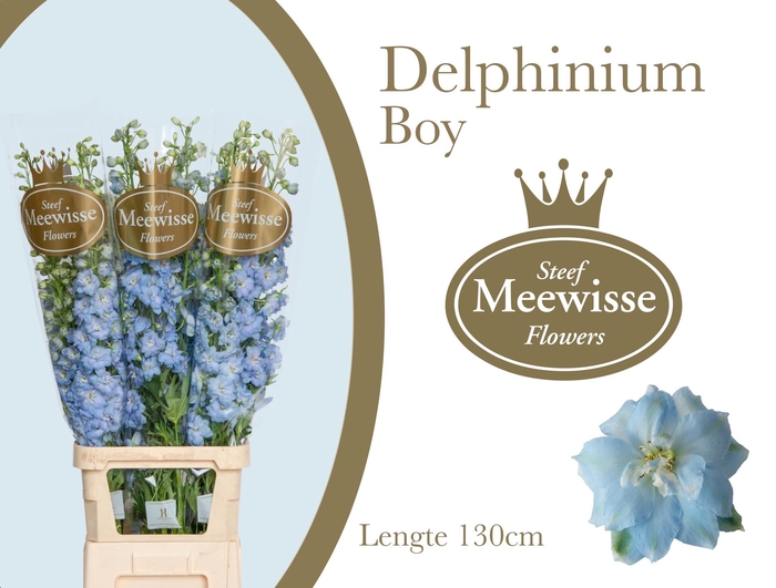 <h4>Delphinium Boy</h4>